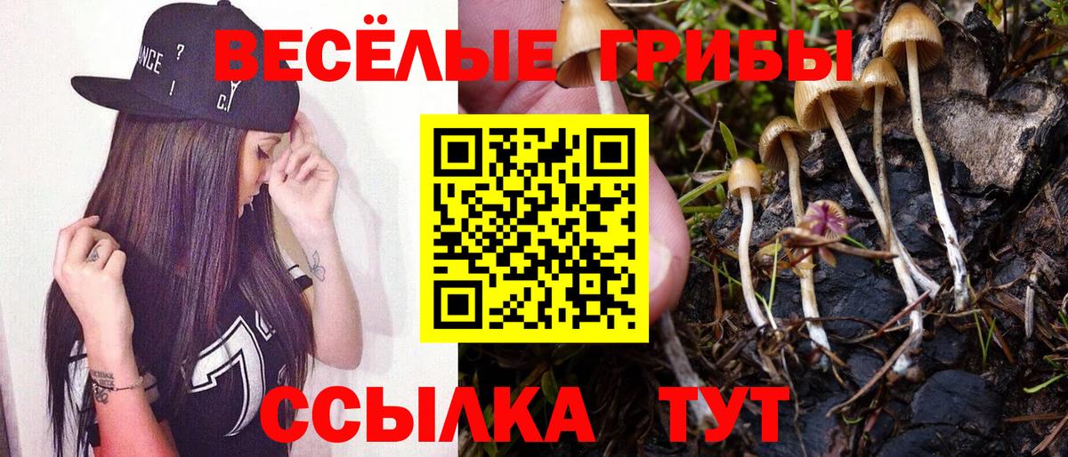 Псилоцибиновые грибы Psilocybe Назрань